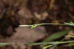 Broadleaf sedge